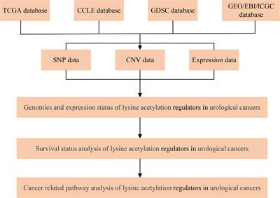 Molecular Characterization and Clinical Relevance of Lysine Acetylation Regulators in Urological Cancers